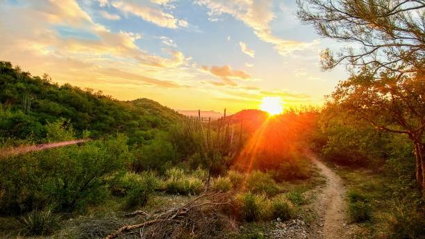 солнечная пустыня сонора - sonora state стоковые фото и изображения