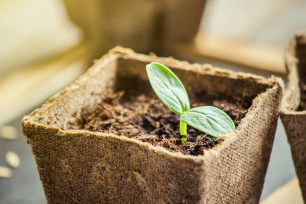 istock Seedlings in cups. Selective focus. nature plants. 1056417692