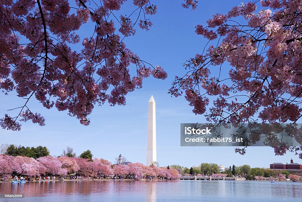 Flor de cerejeira Washington DC - Royalty-free Abril Foto de stock