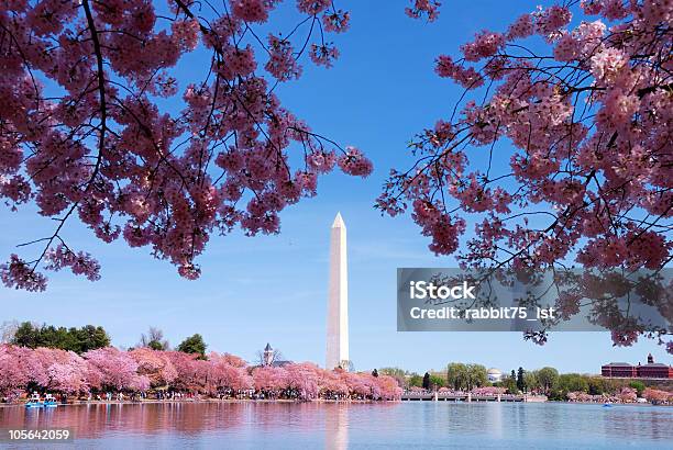 Flor De Cerejeira Washington Dc - Fotografias de stock e mais imagens de Abril - Abril, Cor de rosa, Cores