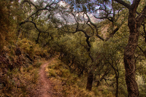 コルク樫の森林のパス - oak tree tree grass hdr ストックフォトと画像