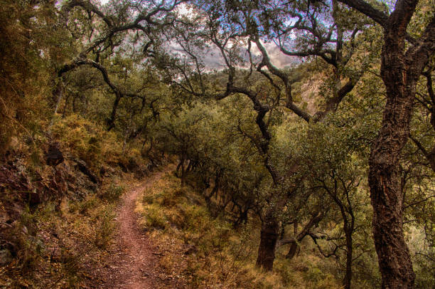 ścieżka w lesie dębu korkowego - oak tree tree grass hdr zdjęcia i obrazy z banku zdjęć