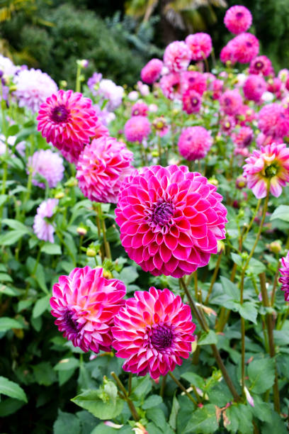istock Dahlias in a garden 1056426986