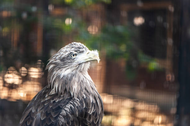 Portrait of a large gray eagle, space for text, toned