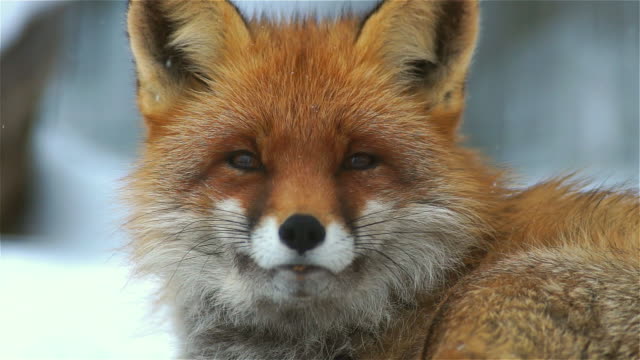 Scratching fox