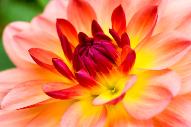 istock Dahlias in a garden 1056429348