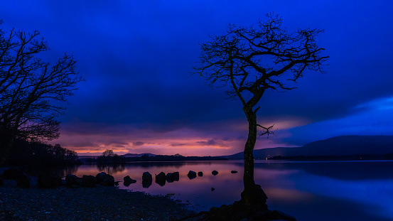 A lone tree at Milarrochy Bay on the shores of Loch Lomond, near the village of Balmaha, Scotland, UK.