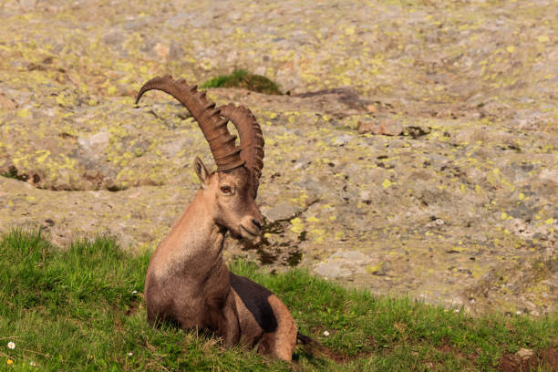 istock Ibex, Range of Mont Blanc, France 1056429538