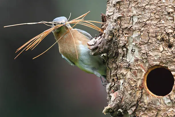 Eastern Bluebird (Sialia sialis) on a log with nesting material