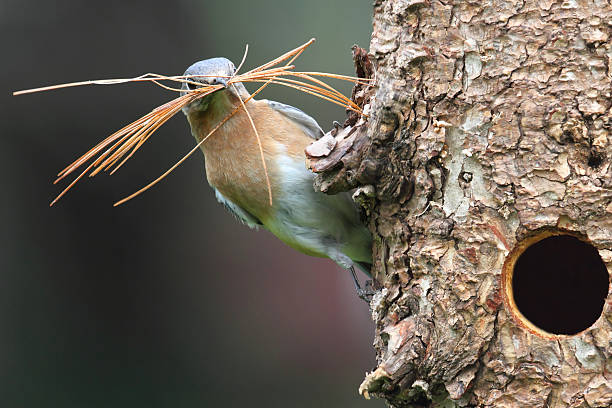 azulão oriental - ninho de pássaro - fotografias e filmes do acervo