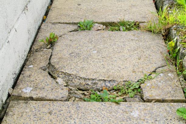 istock cracked paving slab with weeds growing 1056430422