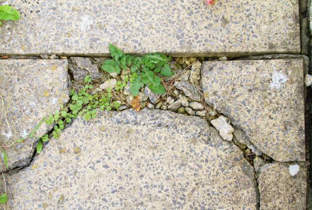 istock cracked paving slab with weeds growing 1056430462