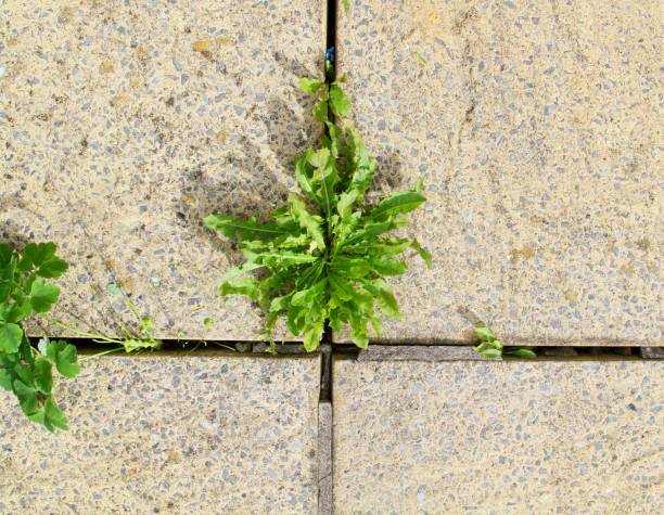 Fresh green shoots sprout from between the cracks of hard concrete blocks on a walkway.