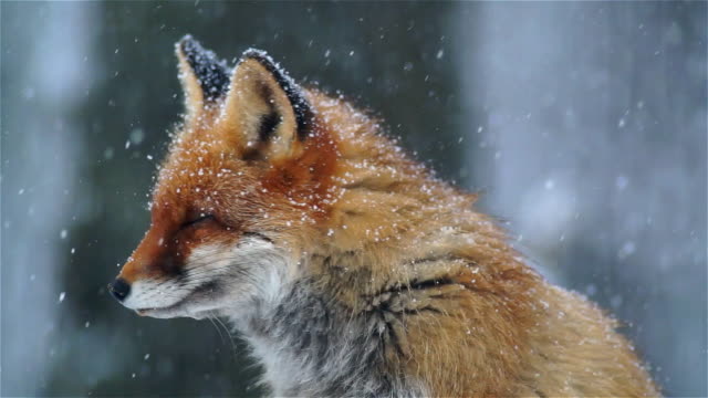 Portrait of fox