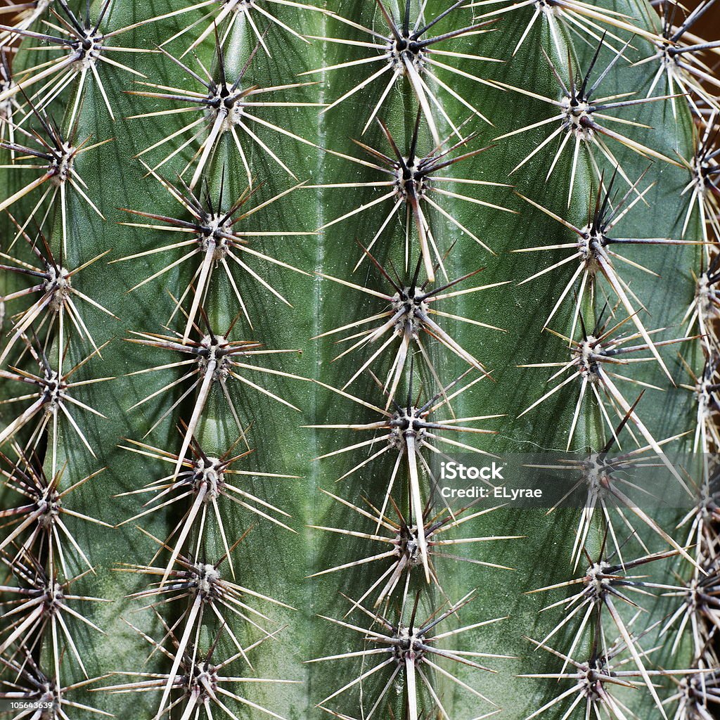 Joven saguaro - Foto de stock de Arizona libre de derechos