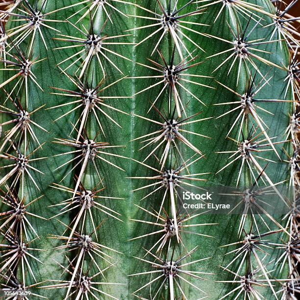 Joven Saguaro Foto de stock y más banco de imágenes de Arizona - Arizona, Afilado, Aire libre