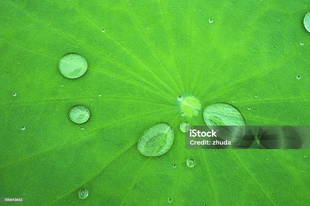 Waterdrop on lotus leaf Backgrounds Stock Photo