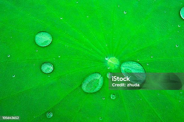 Waterdrop On Lotus Leaf Stock Photo - Download Image Now - Backgrounds, Beauty In Nature, Botany