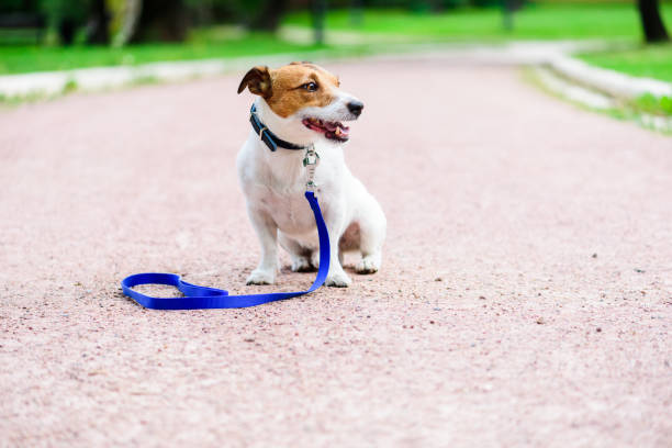 istock Dog alone at park waiting for going home with leash on road 1056437720