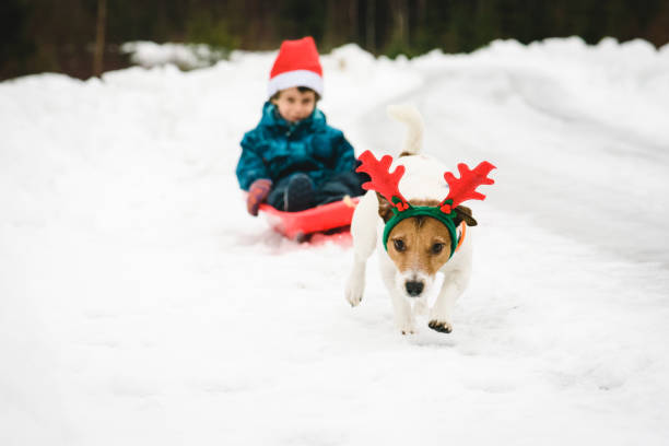 istock Funny dog with Rudolph reindeer's antlers pulls sled with Santa Claus 1056437734