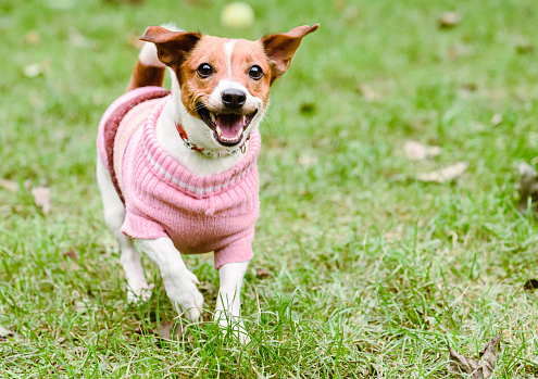 Happy dog wearing pink warm knitted sweater playing at fine fall (autumn) day