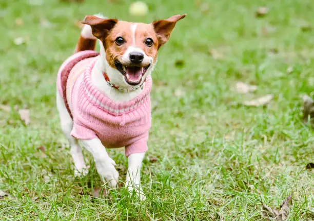 Photo of Happy dog wearing pink warm knitted sweater playing at fine fall (autumn) day