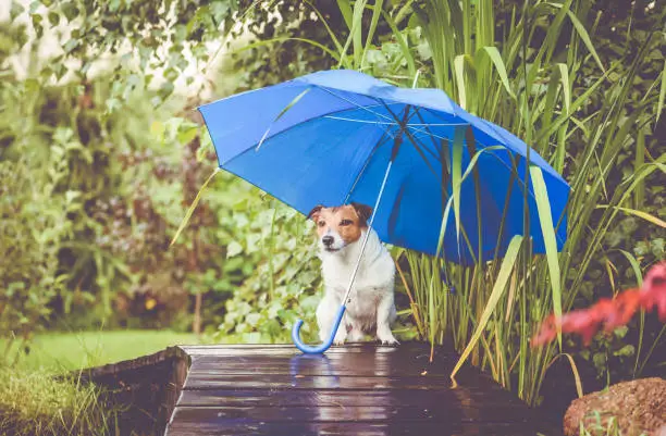 Photo of Cute dog hidings from rain under blue umbrella on wet wooden bridge