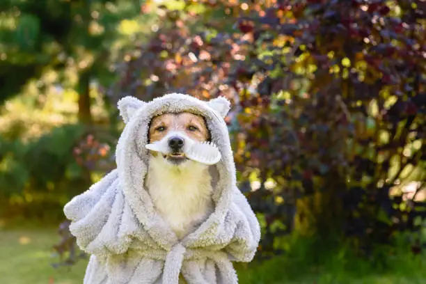 Photo of Dog wearing bathrobe after shower holding grooming brush in mouth