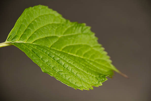 Hydrangea Leaf stock photo