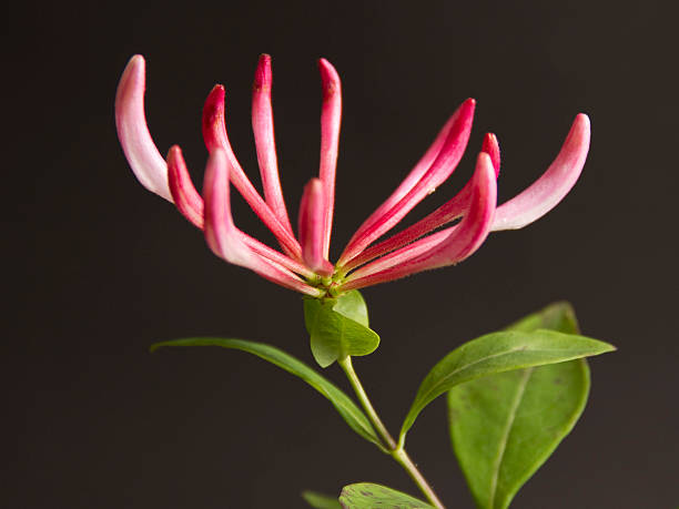 Honeysuckle (Lonicera) stock photo