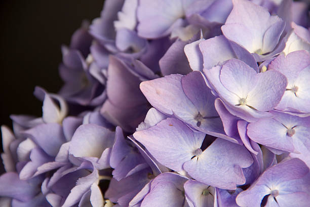 Lilac Hydrangea stock photo