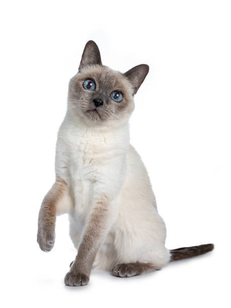 istock Senior blue point Thai cat sitting side ways, looking at camera with blue wise eyes and one paw lifted in air. Isolated on white background. 1056440064