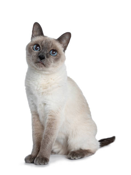 istock Senior blue point Thai cat sitting side ways, looking above camera with blue wise eyes. Isolated on white background. 1056440066