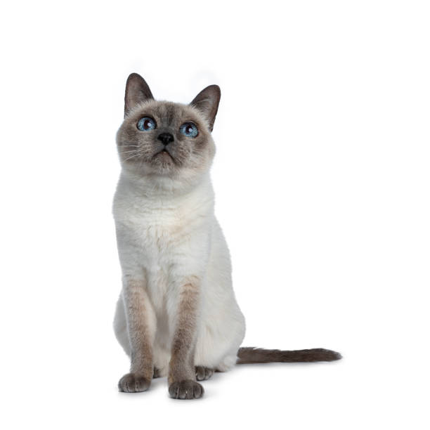 Senior blue point Thai cat sitting front view, looking up with blue wise eyes and tail beside body. Isolated on white background.