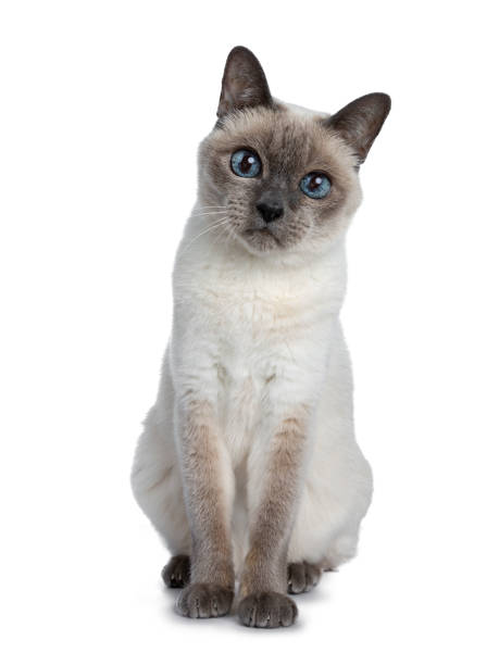 istock Senior blue point Thai cat sitting front view, looking straight in camera with blue wise eyes. Isolated on white background. 1056440160