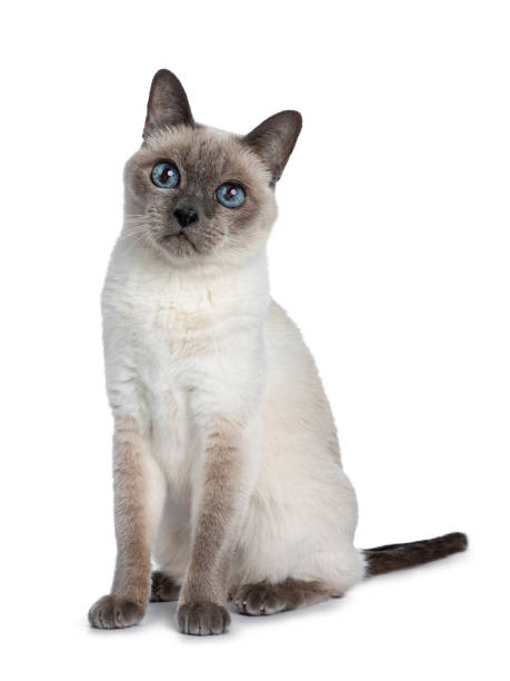 istock Senior blue point Thai cat sitting side ways, looking above camera with blue wise eyes. Isolated on white background. 1056440172