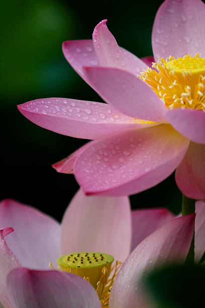 Water Lily stock photo