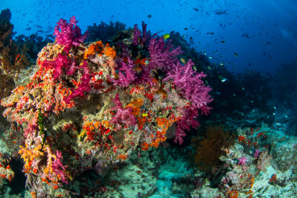 istock Soft Corals of Fiji Islands 1056441570