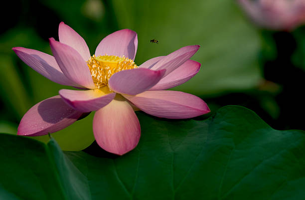 Water Lily stock photo