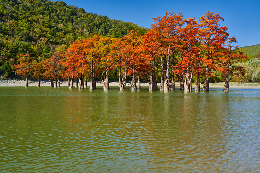 Majestic golden Taxodium distichum stand in a gorgeous lake against the backdrop of the Caucasus mountains in the fall. Autumn. October. Sukko Valley. Anapa. Krasnodar region. Russia.