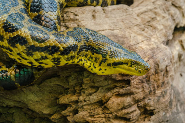 The green anaconda, the big snake from the rainforest in South America.