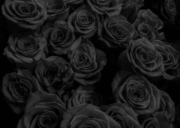 istock black roses isolated on a black background. Greeting card with roses 1056444248