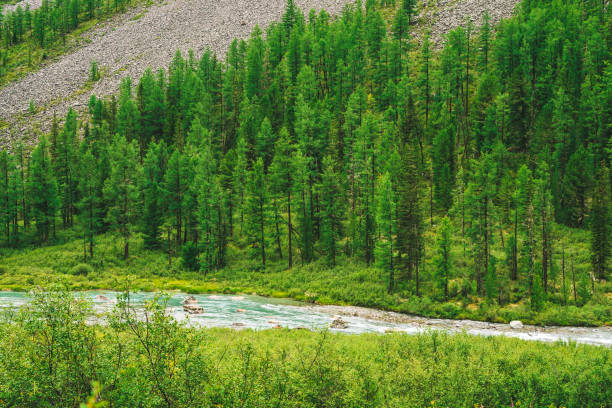 istock Mountainside with conifer forest behind small mountain creek in sunny day. Many coniferous trees on steep slope. Rich vegetation of highlands in sunlight. Beautiful landscape of majestic nature. 1056444448