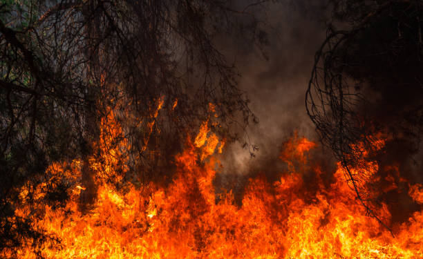 istock fire. wildfire, burning pine forest in the smoke and flames. 1056449406