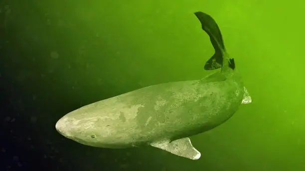 Photo of Greenland shark swimming, Somniosus microcephalus, shark with the longest known lifespan of all vertebrate species