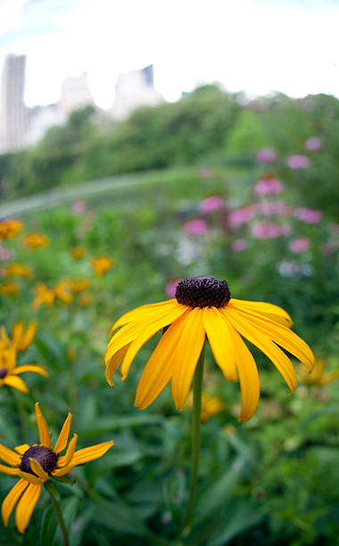 istock Central Park in summer by pond 105645031
