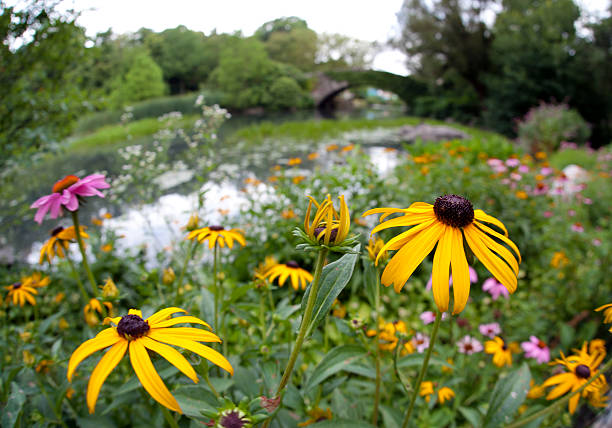istock Central Park in summer by pond 105645073