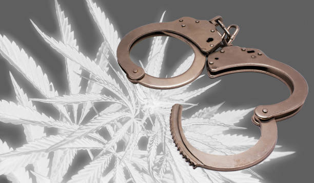 istock bush marijuana and handcuffs on blurred  background. bush cannabis. 1056452146