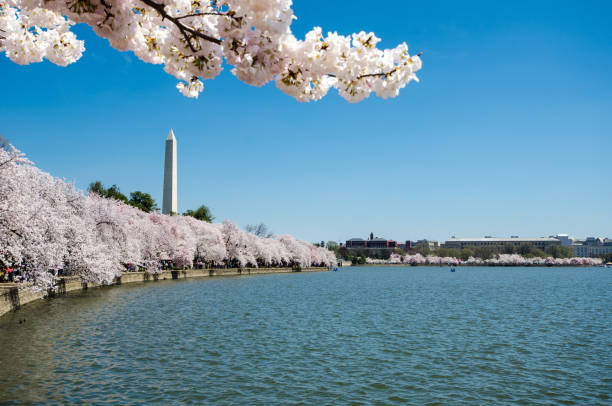 istock Natural frame with Pink Cherry blossom flowers trees on the Washington DC Tidal basin 1056452960