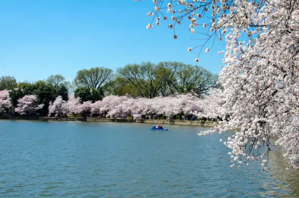 Tidal Basin in Washington DC with a paddleboat and Cherry Blossom trees in full bloom